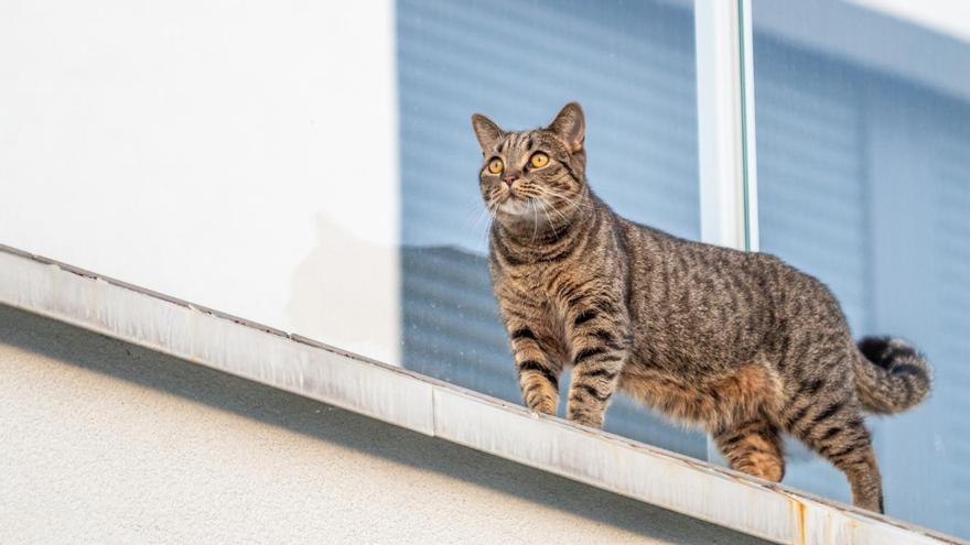 Un gato recorre con tranquilidad la fachada de un edificio por un alfeizar.