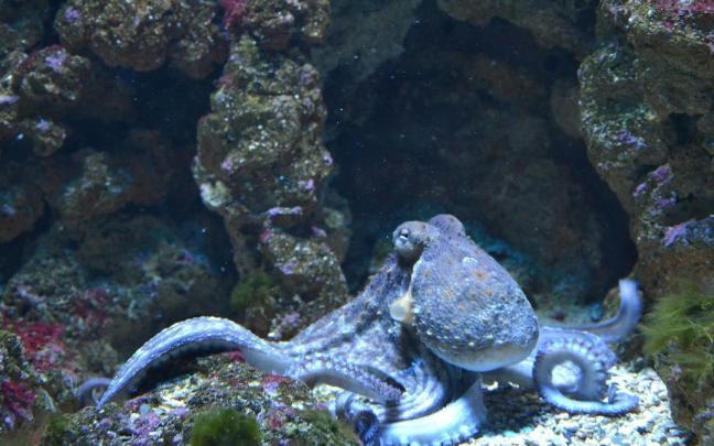 Un pulpo en un fondo marino.