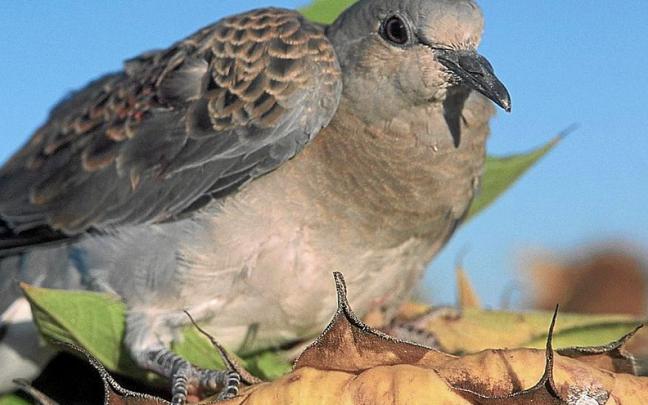 Ejemplar de t&oacute;rtola, cuya caza est&aacute; prohibida en la actualidad en el Estado. | FOTO: N.G.