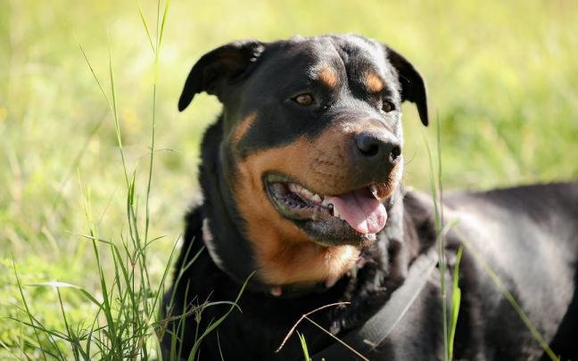 Imagen de archivo de un perro de la raza rottweiler. Imagen de archivo de un perro de la raza rottweiler.