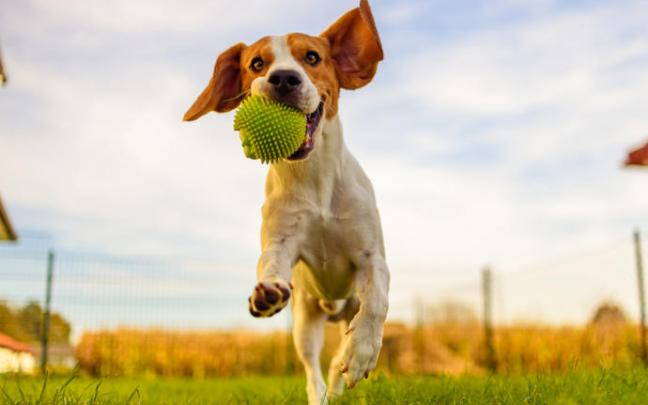 Perro jugando con una pelota. Perro jugando con una pelota.