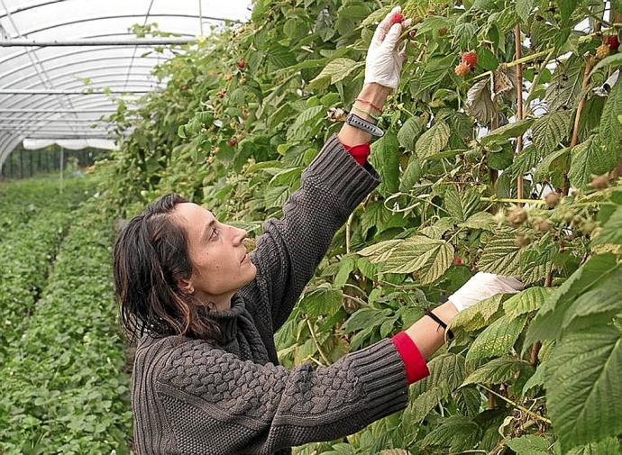 Begoña Julián cultiva fresas.Foto: Iker Azurmendi