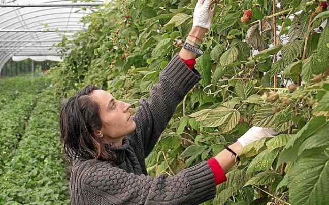 Begoña Julián cultiva fresas.Foto: Iker Azurmendi