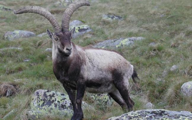 Un ejemplar de macho montés.