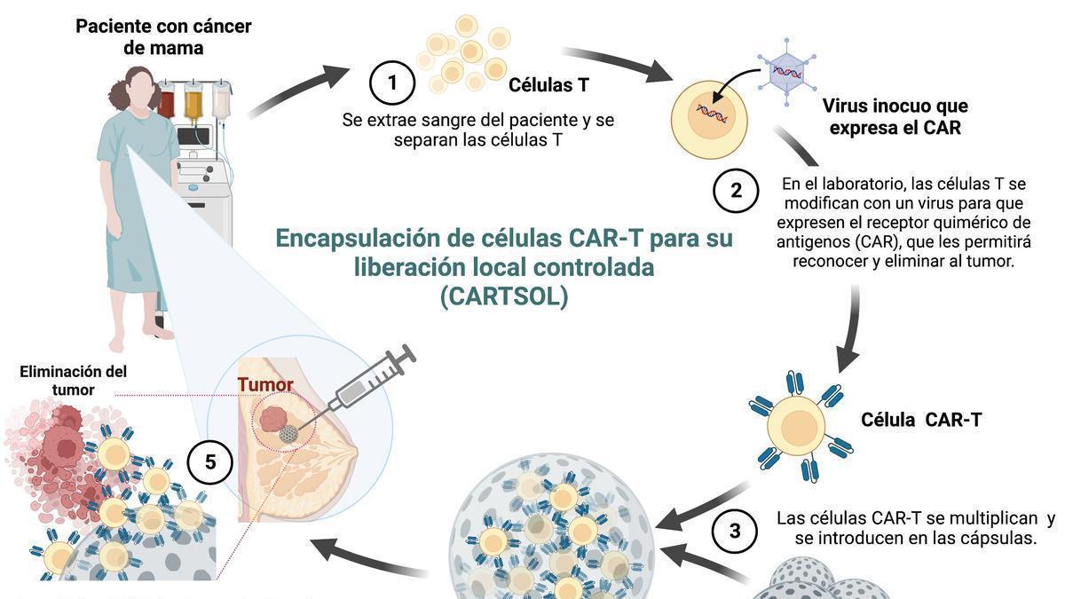 Infografía realizada por la Universidad de Santiago de Compostela