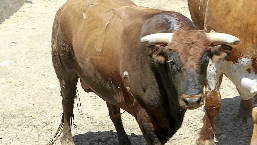 Nº 68. ‘ostentoso’. Castaño bragado. Nacimiento: Marzo/2018. Guarismo: 8. Cuatreño.