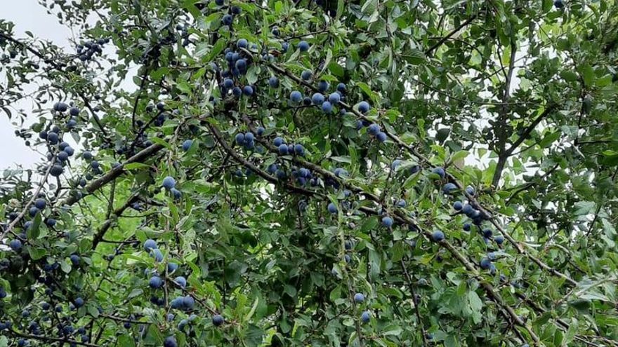 ¿Dónde se pueden coger las endrinas de esta foto? El secreto mejor guardado de los alaveses