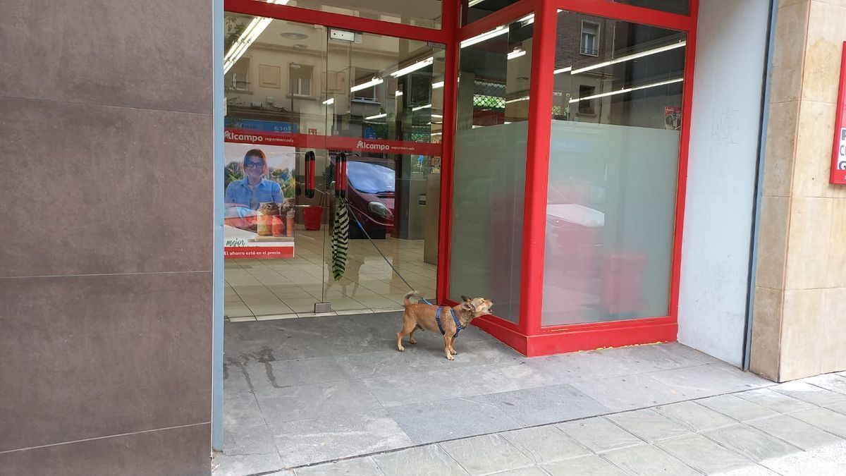 ¿Por qué no debes dejar atado a tu perro en la puerta de un comercio en Vitoria?