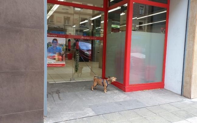 ¿Por qué no debes dejar atado a tu perro en la puerta de un comercio en Vitoria?
