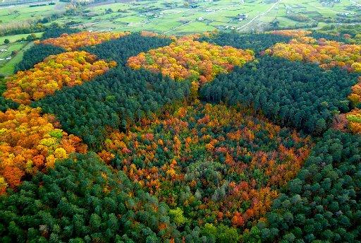 Imagen tomada del Damero desde un parapente en otoño, cuando los robles americanos se tiñen de mil colores.