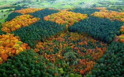 Imagen tomada del Damero desde un parapente en otoño, cuando los robles americanos se tiñen de mil colores. Imagen tomada del Damero desde un parapente en otoño, cuando los robles americanos se tiñen de mil colores.