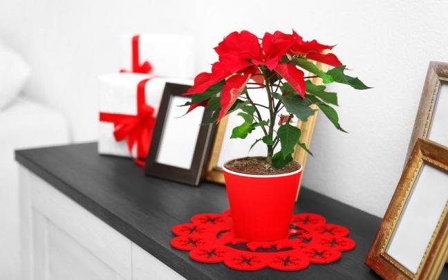 Flor de Pascua colocada sobre un mueble como elemento decorativo. Flor de Pascua colocada sobre un mueble como elemento decorativo.