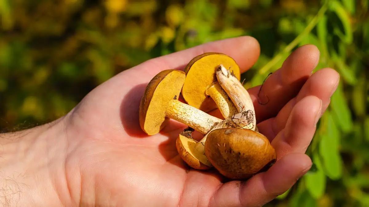 Setas recién recogidas en el campo.