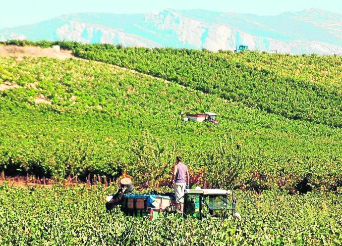 Agricultores vendimiando en medio de un viñedo en Rioja Alavesa