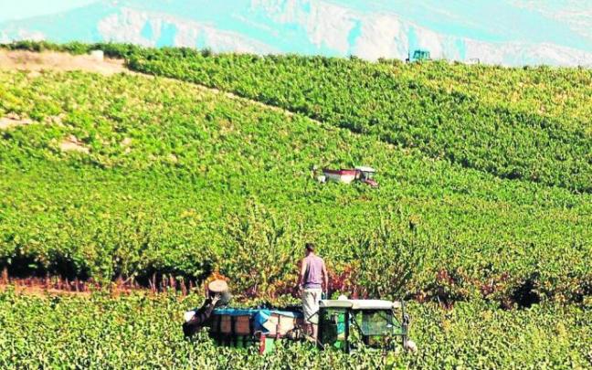 Agricultores vendimiando en medio de un viñedo en Rioja Alavesa