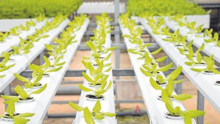 La acciones que se llevan a la práctica en RSC repercuten la comunidad o el medioambiente, principalmente.