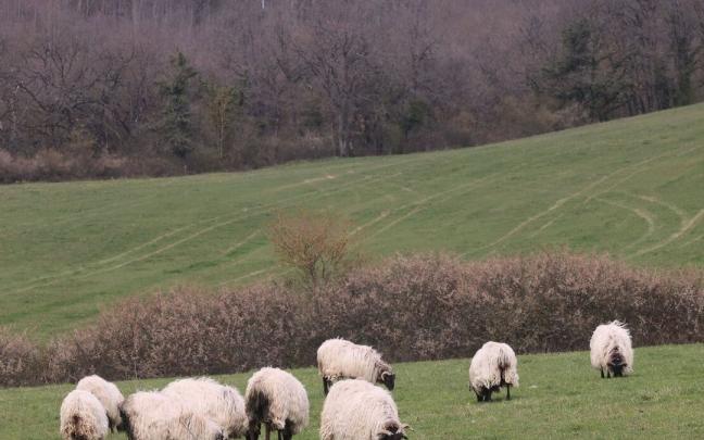 Reba&ntilde;o de ovejas pastando en la finca situada en el t&eacute;rmino Esparceta, en Eguillor.