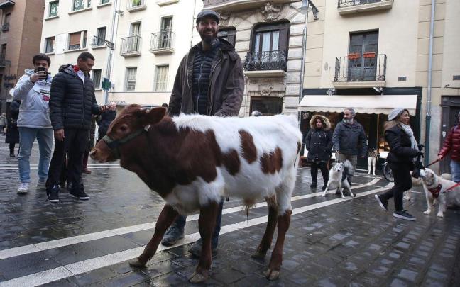 Un ternero en la bendición de mascotas en la Plaza de San Nicolás, en el día de San Antón Un ternero en la bendición de mascotas en la Plaza de San Nicolás, en el día de San Antón