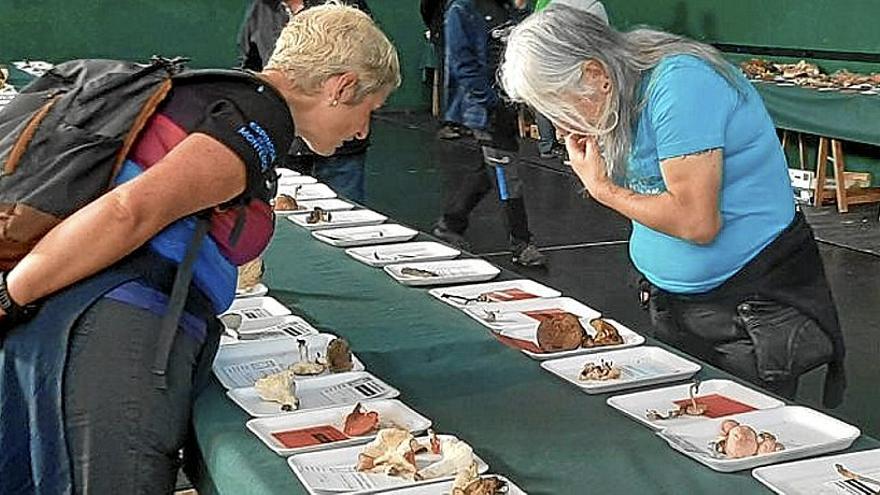 350 especies de hongos y setas