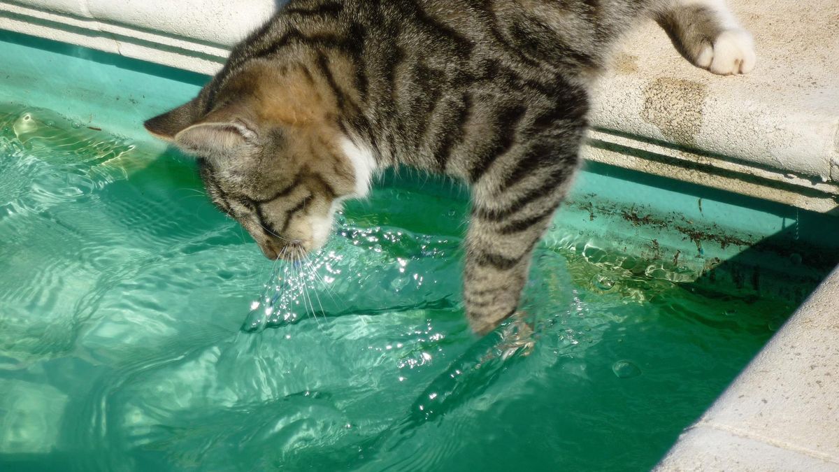 Emplear las patas para beber puede ser un juego, una costumbre inocente o indicador de algún tipo de problema.