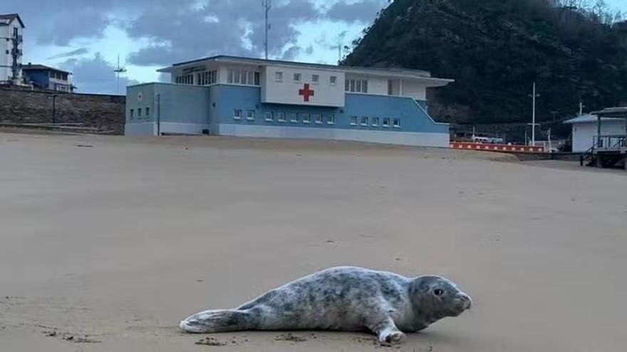 La foca que ha aparecido este miércoles en la playa de Getaria