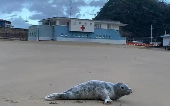 La foca que ha aparecido este miércoles en la playa de Getaria La foca que ha aparecido este miércoles en la playa de Getaria