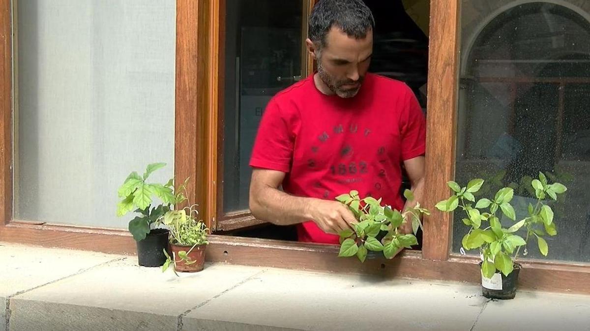 Imagen de las plantas que repartir&aacute;n para las mediciones