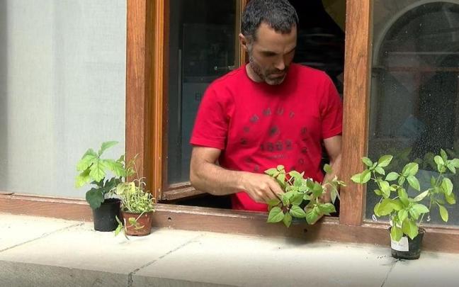 Imagen de las plantas que repartir&aacute;n para las mediciones