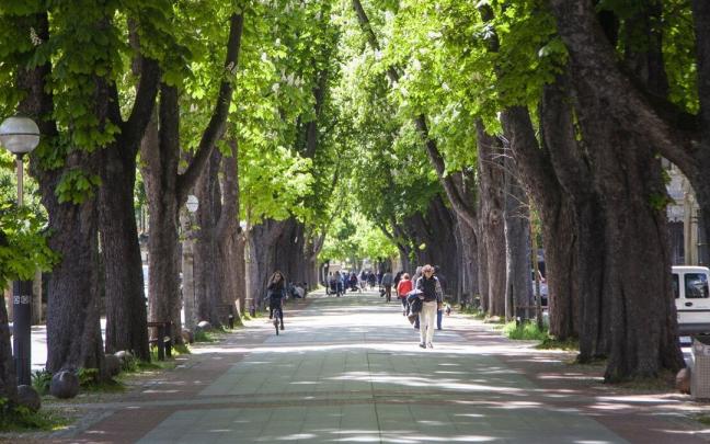 Árboles en el paseo Fray Francisco