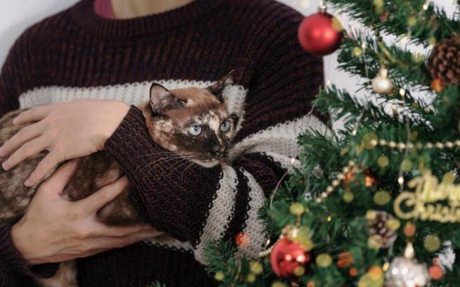 El abeto navideño en casa es para el gato algo que debe explorar e investigar. El abeto navideño en casa es para el gato algo que debe explorar e investigar.