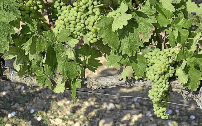 El viñedo alavés presenta un estado excepcional, sin presencia de enfermedades.