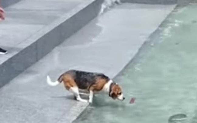 Perro rescatando juguete.