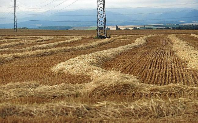Campo de cereal ya cosechado; abajo, en plena vendimia. Campo de cereal ya cosechado; abajo, en plena vendimia.