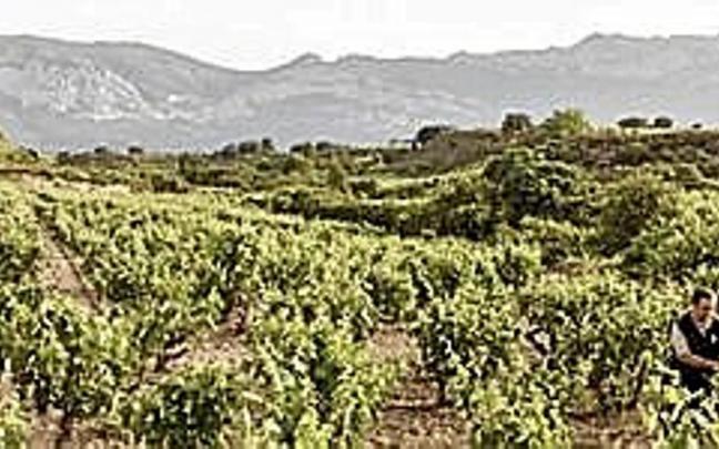 Viñedo. Viñedo.