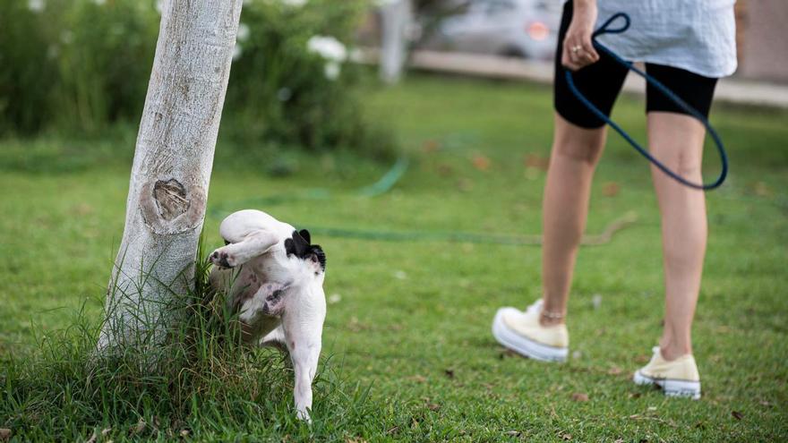 Los perros buscan en los orines los mensajes dejados por otros canes que hayan pasado por ese punto y después dejan su marca.