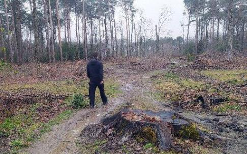 La tala en Basoitxi comenzó este verano y se ha retomado hace unas semanas.