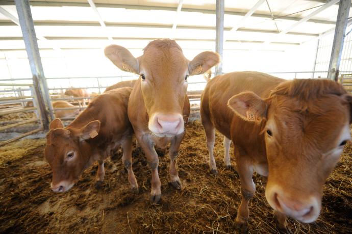 Investigadores enseñan a vacas a usar letrinas para reducir los gases de efecto invernadero
