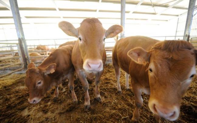Investigadores enseñan a vacas a usar letrinas para reducir los gases de efecto invernadero Investigadores enseñan a vacas a usar letrinas para reducir los gases de efecto invernadero