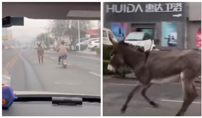 El burro, por la carretera a toda velocidad pasando precisamente ante un comercio llamado Huida.