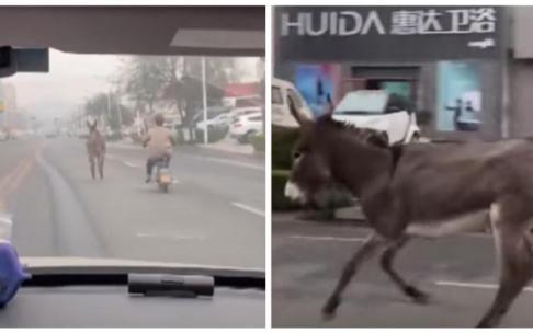 El burro, por la carretera a toda velocidad pasando precisamente ante un comercio llamado Huida. El burro, por la carretera a toda velocidad pasando precisamente ante un comercio llamado Huida.