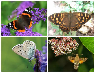 Combo con las cuatro candidatas al título de Mariposa del Año 2022, de izquierda a derecha y de arriba a abajo: 'Vanessa atalanta', 'Pararge xiphioides', 'Phengaris arion' y 'Macroglossum stellatarum'.