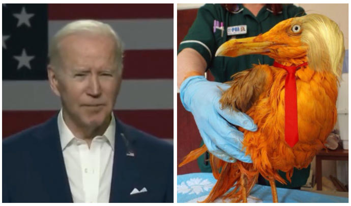 Jpe Biden con su mancha y un pájaro con cierto parecido a Donald Trump con el que han bromeado en Twitter.