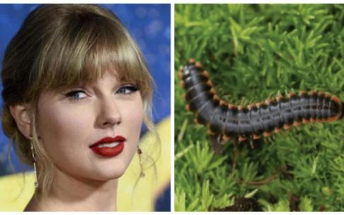 Taylor Swift y el ciempiés al que da nombre. Taylor Swift y el ciempiés al que da nombre.