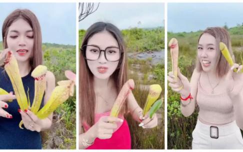 Las 'influencers', arrancando las flores en Camboya. Las 'influencers', arrancando las flores en Camboya.