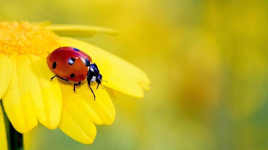 Los insectos son imprescindibles para los cultivos.