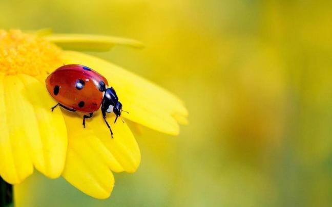 Los insectos son imprescindibles para los cultivos.
