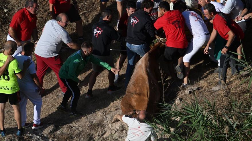 La vaca rescatada de la poza por varios mozos.