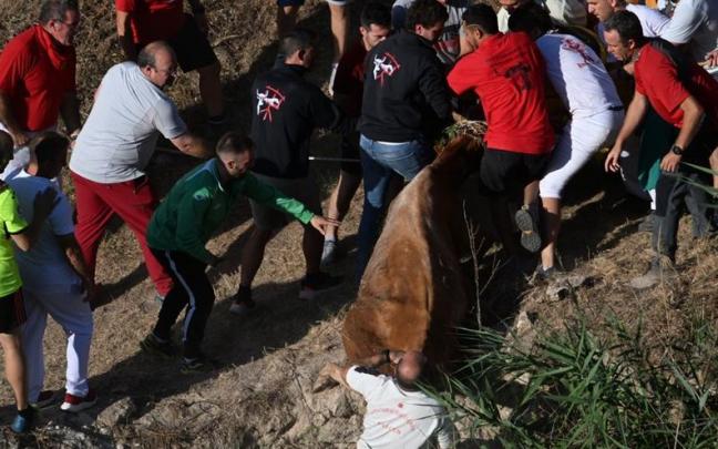 La vaca rescatada de la poza por varios mozos.
