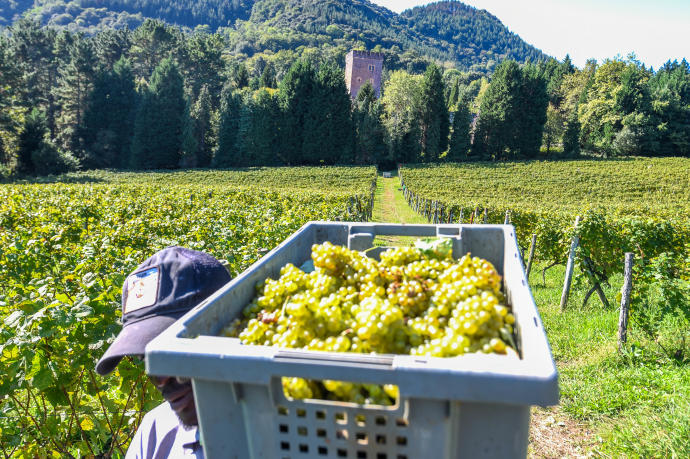 El sector del vino vasco engloba a un total de 562 empresas.