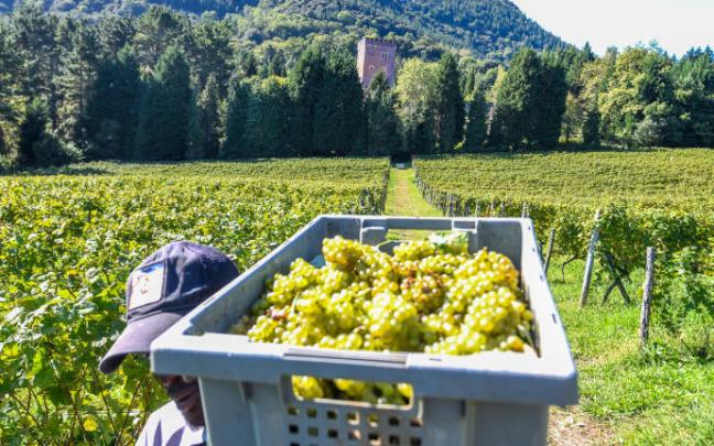 El sector del vino vasco engloba a un total de 562 empresas. El sector del vino vasco engloba a un total de 562 empresas.